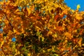 Beautiful autumn maple with yellow, orange and green leaves Ã¢â¬â a detailed photo of a tree on the background of a blue sky Royalty Free Stock Photo